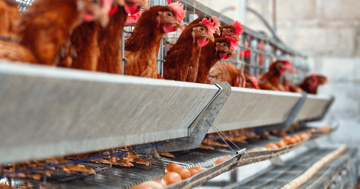 Praktis dan Produktif, Begini Cara Ternak Ayam Petelur di Rumah 