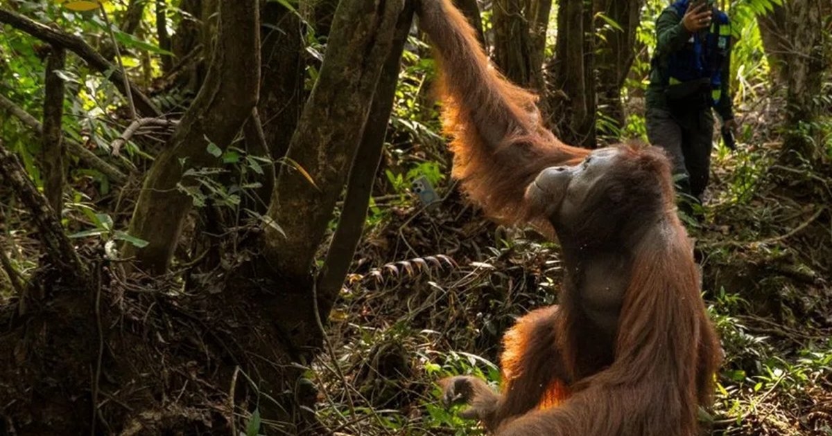 Pemerintah dan Masyarakat Selamatkan 232 Satwa Liar dari Ancaman Karhutla, Ada Bekantan hingga Orang Utan