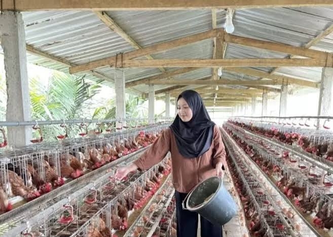 Pemerintah Siapkan Skema Serap 40 Ribu Ton Jagung untuk Peternak
