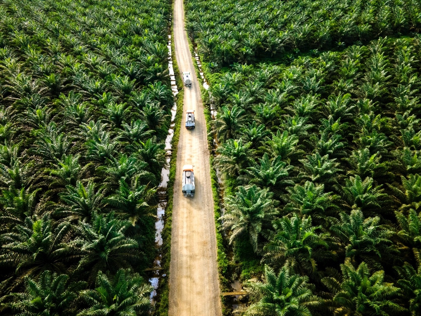 CORE Dorong Pemerintah Perkuat Diplomasi Hadapi Kebijakan EUDR