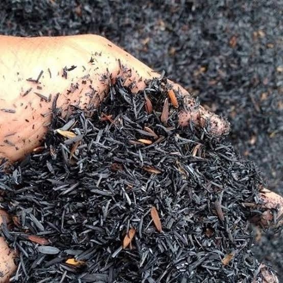 Cara Media Tanam dari Sekam Bakar