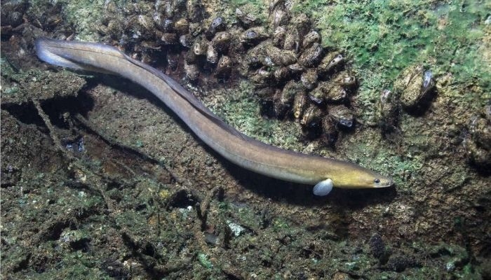 Cara Belut Berkembang Biak: Fakta Unik dari Betina Berubah Jadi Jantan