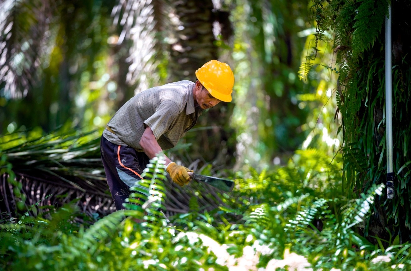 BPDP Jadi Motor Pengembangan SDM Sawit Nasional