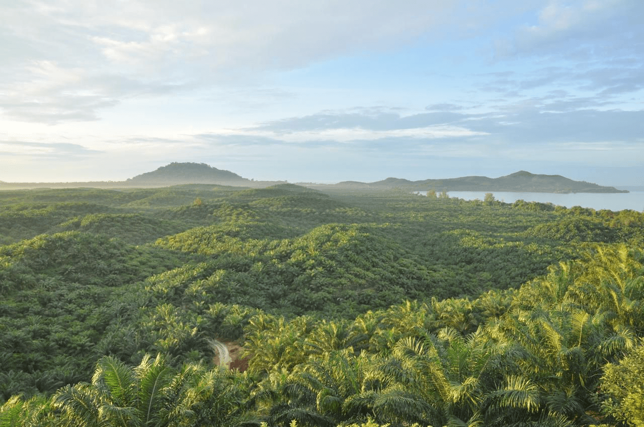 PTPN IV PalmCo Pulihkan 223 Hektare Lahan, Aset Negara Kembali Produktif