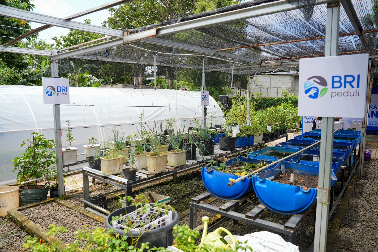 Perempuan Berdaya Lewat Program BRInita, Intip Kisah Inspiratif KWT Buaran Citra Lestari Manfaatkan Lahan Sempit untuk Tanaman Produktif