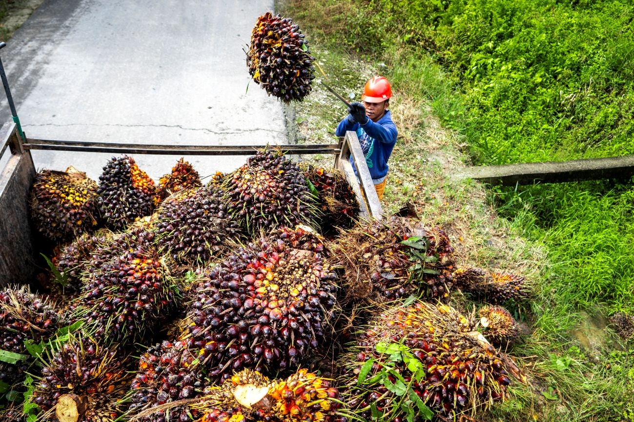 IPB: Penerapan Ekonomi Sirkuler di Industri Sawit Berdampak Positif ke Lingkungan