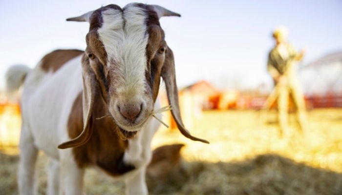 Cara Memilih Hewan Kurban untuk Idul Adha Sesuai Syariat, Jangan Sampai Salah!