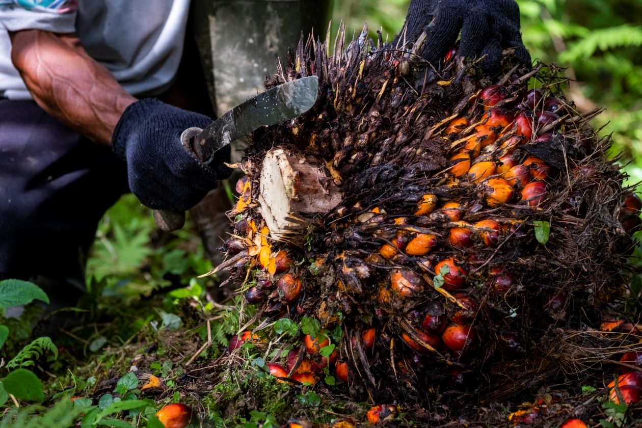 Ini Solusi Isu Traceability Industri Sawit Nasional