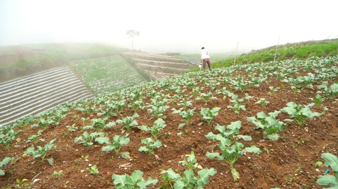 Petani Sayur di Boyolali Tersenyum, MBG Bikin Harga Jual Naik dan Permintaan Meningkat