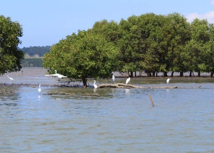BNI Rehabilitasi 50 Hektare Mangrove di Banyuwangi, Berikan Dampak Ekonomi ke 5.000 Warga