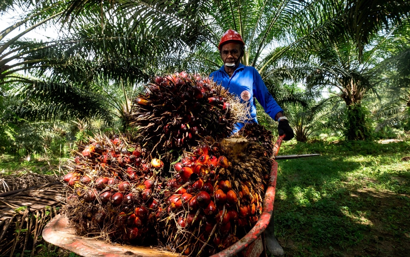 HIPMI Dorong Hilirisasi Sawit untuk Perkuat Ketahanan Pangan Nasional