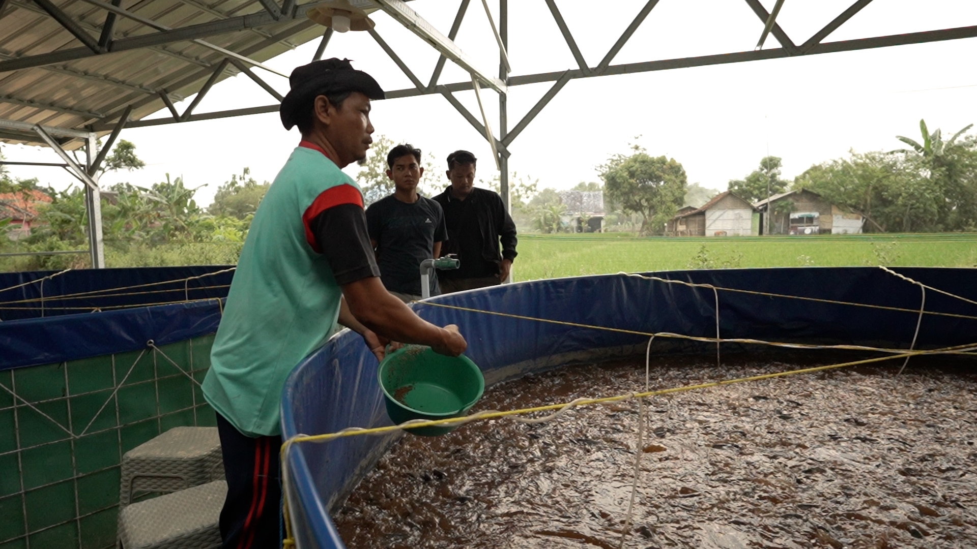 Lewat Program MBG, Budidaya Lele di Blora Jadi Motor Gizi dan Ekonomi
