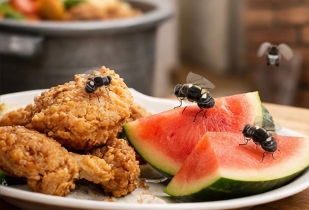 Kenapa Lalat Sering Hinggap di Makanan? Ini Penyebab dan Cara Mencegahnya