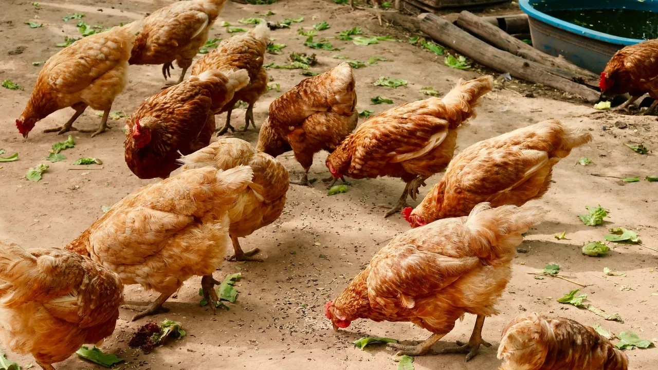 Kementan Fokus ke Peternak Rakyat di Tengah Surplus Ayam