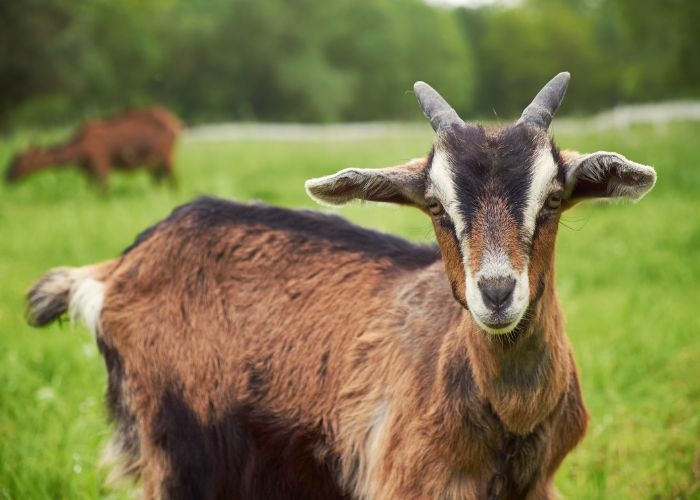 Cara Memilih Kambing Kurban Terbaik agar Sesuai Syariat Islam