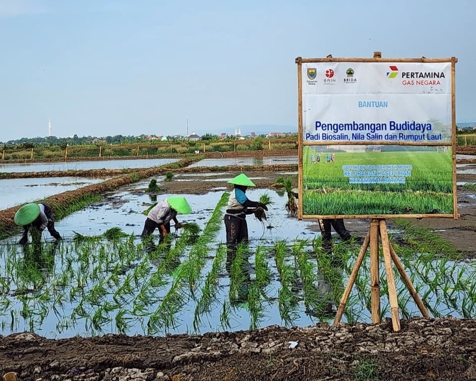 Minapadi Salin sebagai Pengembangan Padi Biosalin, PGN-BRIN Tingkatkan Produktivitas dan Nilai Ekonomi Pesisir Batang