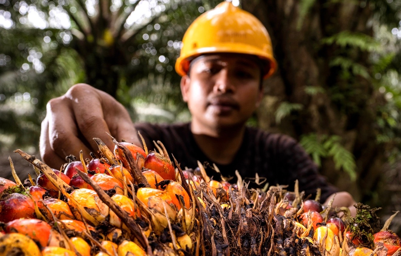Ekonomi Sirkular Jadi Kunci Tingkatkan Nilai Tambah Industri Sawit