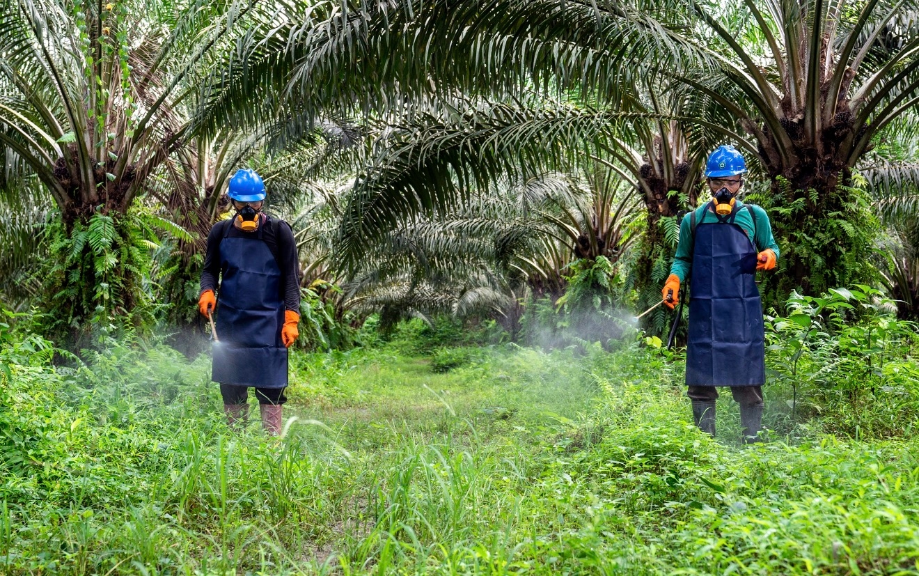 Industri Sawit Miliki Sistem K3 yang Komprehensif dan Berstandar Internasional