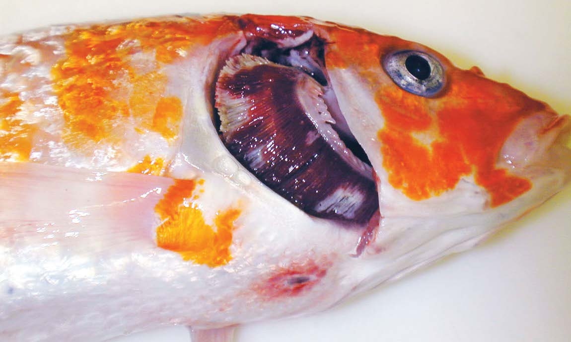 Bagaimana Cara Mengobati Ikan Koi yang Sakit