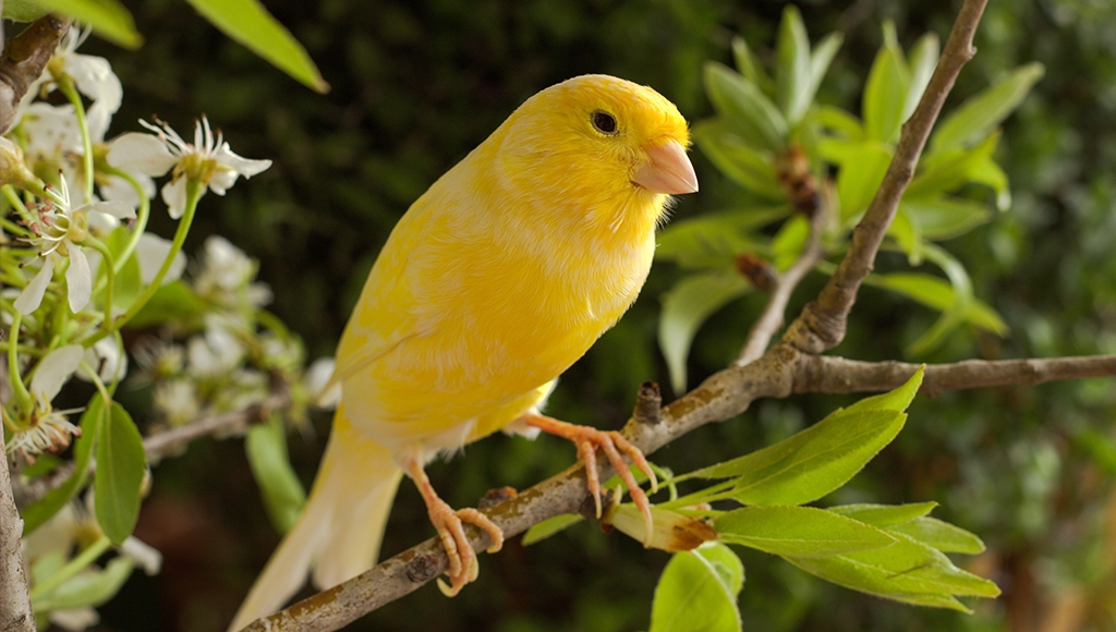 Bagaimana Cara Burung Kenari Memilih Pasangan? Ini Rahasia Perjodohannya