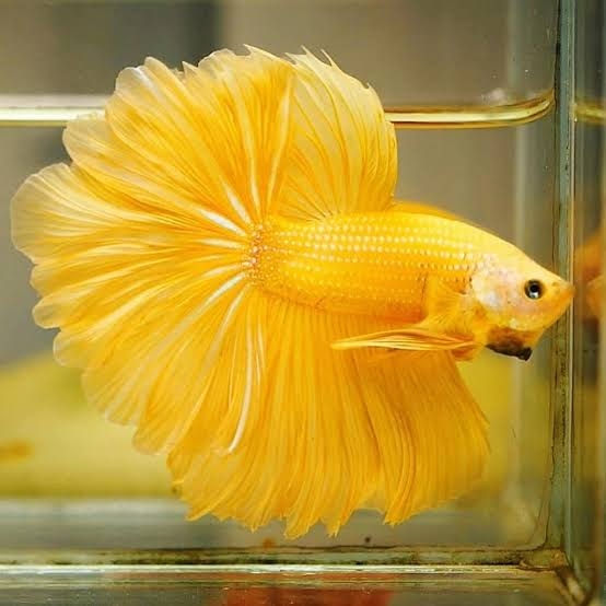 Apa Penyebab Warna Ikan Cupang Memudar? Kenali Faktor Penyebab dan Cara Mengembalikan Kecerahannya