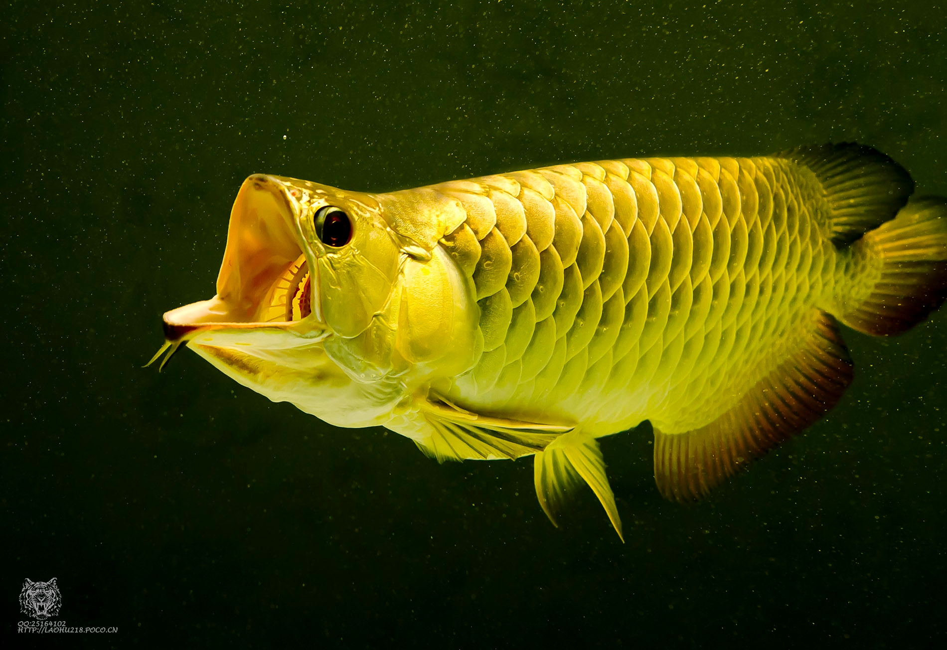 Apa Penyebab Ikan Arwana Turun Sisik? Kenali Faktor Pemicu, Cara Mengatasi, dan Pencegahannya