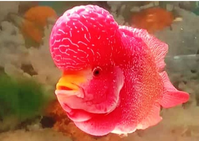 Apa Penyebab Ikan Louhan Stres? Kenali Faktor Pemicu dan Cara Mengatasinya