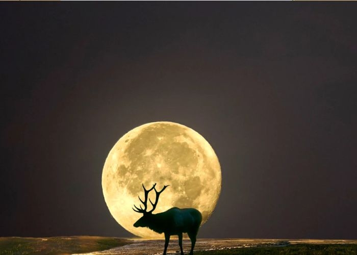 Apa Itu Buck Moon? Kenali Asal-usul dan Cara Menikmati Bulan Purnama Juli 2026