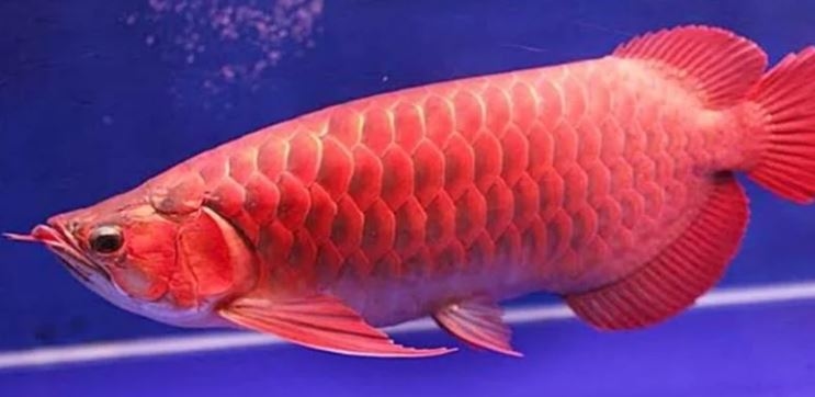 Mengapa Harga Ikan Arwana Mahal
