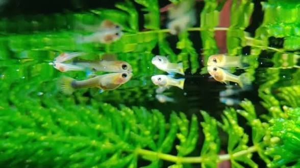 Cara Merawat Burayak Ikan Guppy agar Cepat Besar, Sehat, dan Tingkat Kelangsungan Hidup Tinggi