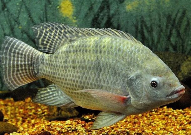 Apa Penyebab Ikan Nila Sering Mati 