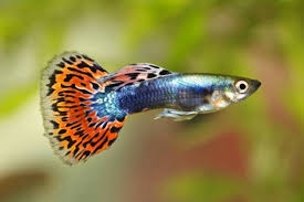 Apa Makanan Terbaik Ikan Guppy? Pilihan Pakan untuk Pertumbuhan dan Kesehatannya