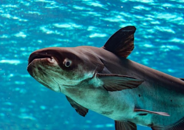 Bagaimana Menjaga Kualitas Air Kolam Patin? Ini Langkah Penting agar Ikan Tetap Sehat