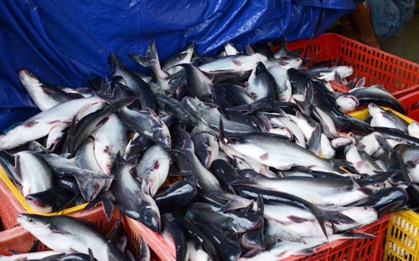 Bagaimana Cara Ternak Ikan Patin? Panduan Lengkap Budidaya untuk Pemula