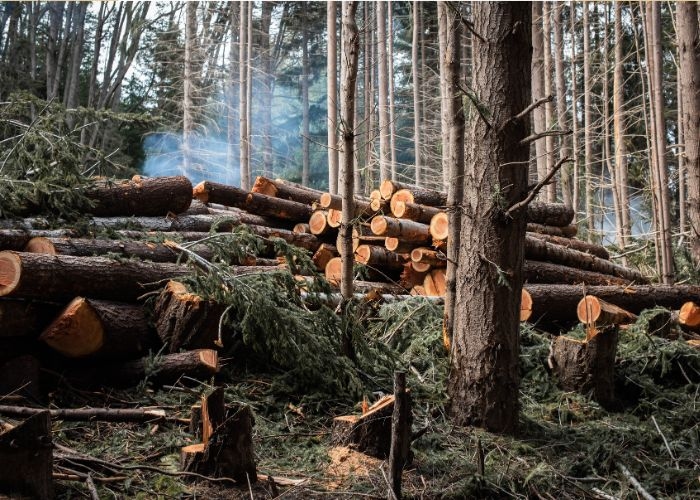 6 Fakta Mengerikan di Balik Kerusakan Hutan Akibat Penebangan Pohon