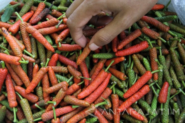 Dorong Kemandirian Ekonomi, Ratusan Penerima Bansos di Madura Diberdayakan Jadi Petani Cabe Jamu Organik 