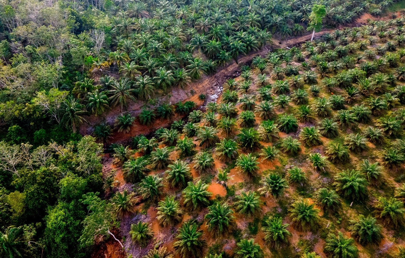 Percepatan Peremajaan Sawit Rakyat Jadi Kunci Jaga Produktivitas Industri Sawit