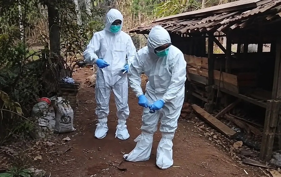 Kementan Perkuat Pengendalian Penyakit Hewan Usai Ditemukan Kasus Antraks di Gunungkidul