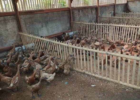 7 Cara Efektif Mengurangi Bau Kandang Bebek Tanpa Ribet
