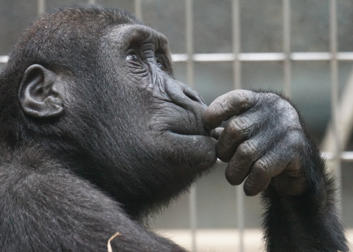 Hewan Juga Bisa Mengalami Gangguan Mental, Apa Itu Zoochosis?