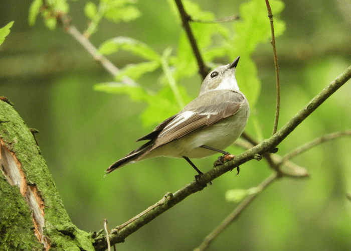 Menggali Perspektif Islam Dalam Pelestarian Alam