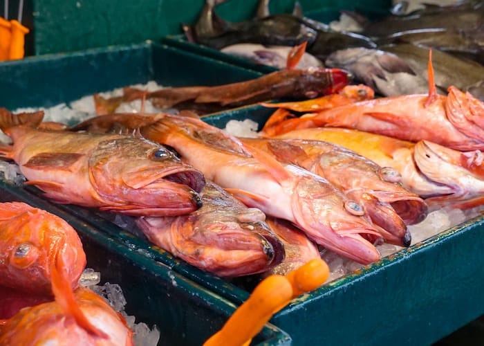 Ikan Kakap Merah, Kandungan Gizi Dan Manfaatnya Bagi Kesehatan