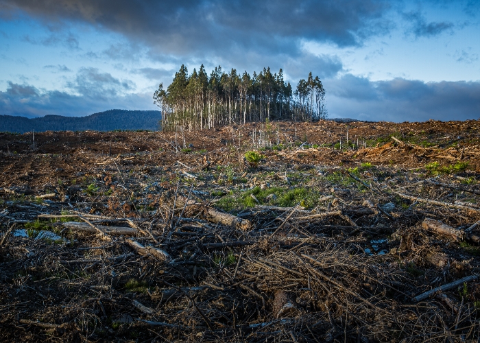 Krisis Pangan 2030: Ancaman Nyata yang Perlu Diantisipasi Sejak Dini