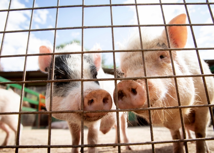 Bolehkah Muallaf Kurban dengan Babi?