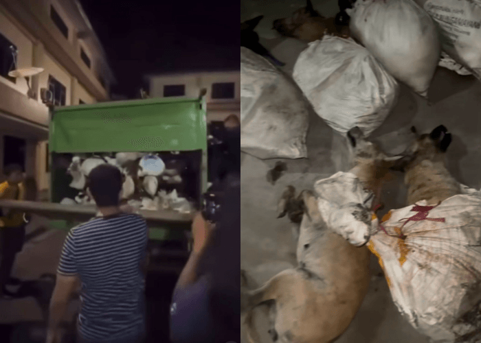 Truk Isi Ratusan Anjing Ditemukan di Tol Semarang, Diduga Hendak Dijual ke Solo