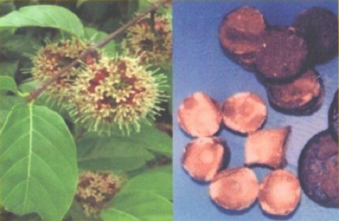 Bagaimana Cara Memanfaatkan Gambir untuk Membantu Proses Penyembuhan Luka Bakar?