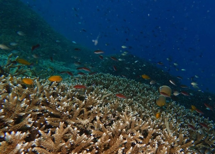 Blue Natural Capital Salah Satu Upaya Pelestarian Ekosistem Alam