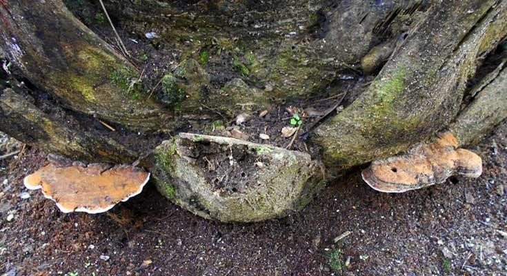 Pengendalian Ganoderma di Perkebunan Sawit Sejak Dini agar Tak Merugi di Masa Depan