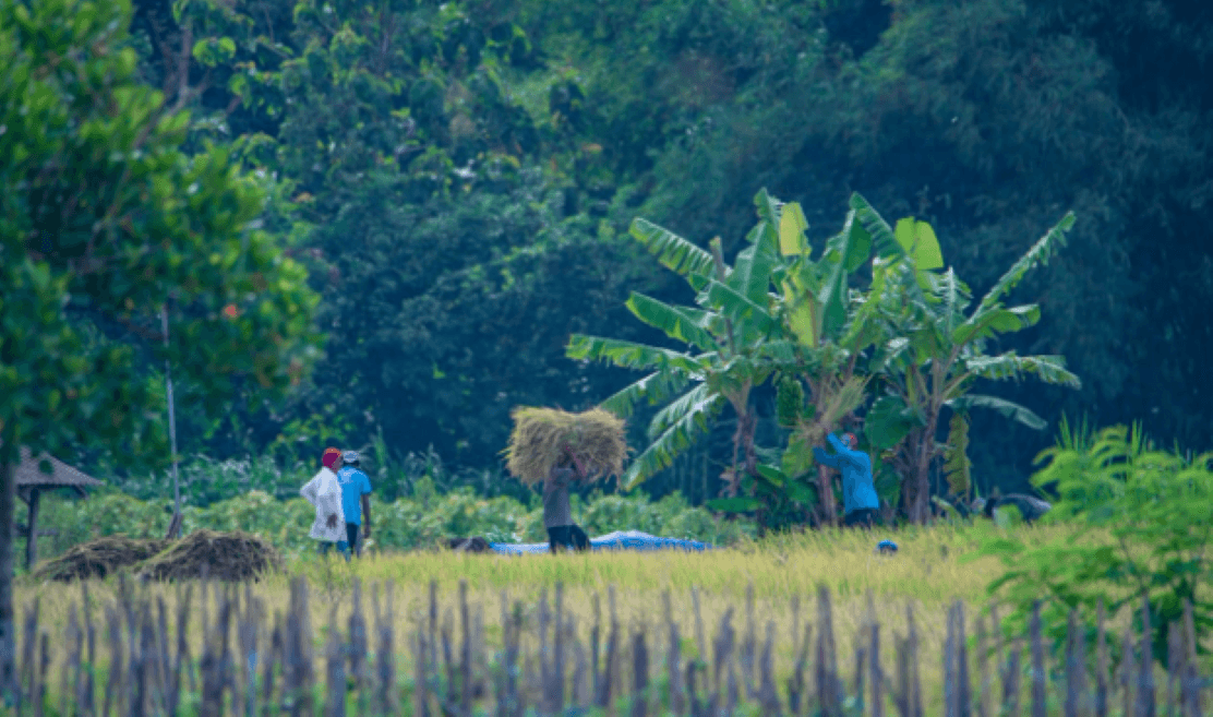 Dukung Swasembada Pangan, PIS Dongkrak Produktivitas Lahan Petani di Sleman