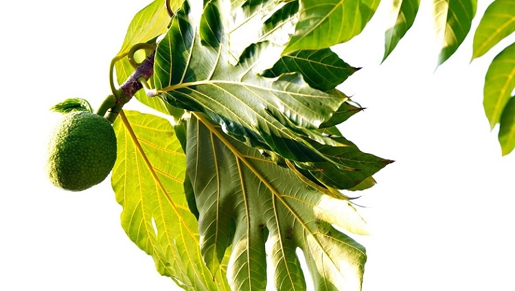 Mengapa Daun Menguning Saat Kemarau? Ini Penjelasan Ilmiahnya